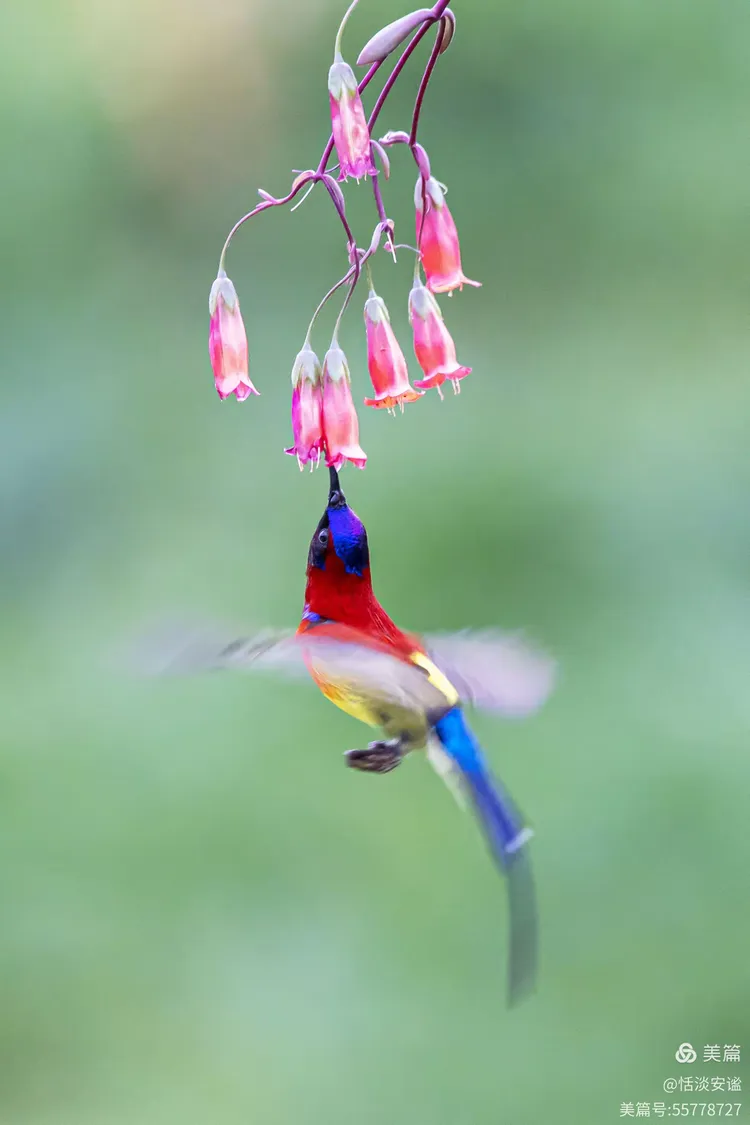 五色灵禽"桐花凤"